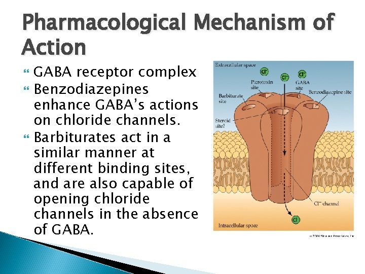 Pharmacological Mechanism of Action GABA receptor complex Benzodiazepines enhance GABA’s actions on chloride channels.