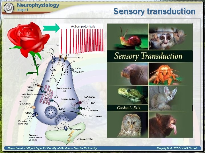 Neurophysiology page 1 Department of Physiology, 2 nd Faculty of Medicine, Charles University Sensory