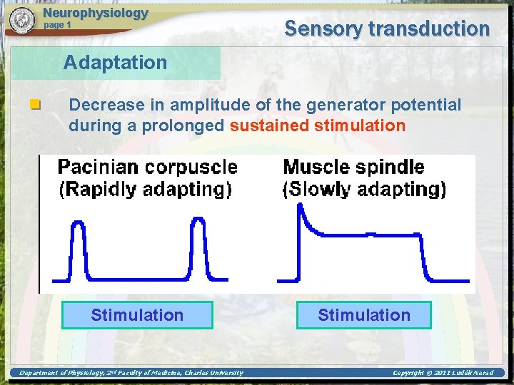 Neurophysiology page 1 Sensory transduction Adaptation Decrease in amplitude of the generator potential during