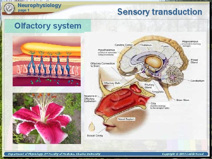 Neurophysiology page 1 Sensory transduction Olfactory system Department of Physiology, 2 nd Faculty of