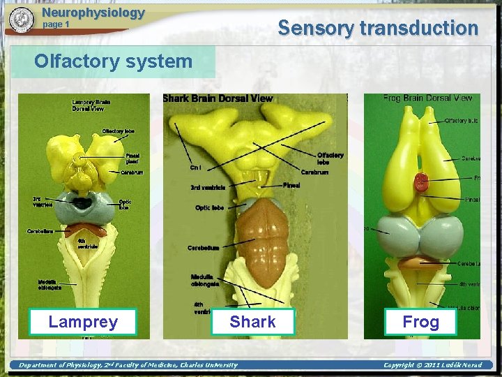 Neurophysiology Sensory transduction page 1 Olfactory system Lamprey Shark Department of Physiology, 2 nd