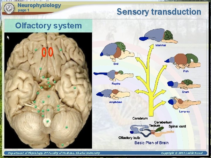 Neurophysiology page 1 Sensory transduction Olfactory system Department of Physiology, 2 nd Faculty of