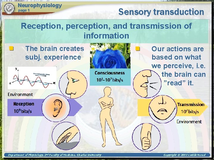 Neurophysiology page 1 Sensory transduction Reception, perception, and transmission of information The brain creates