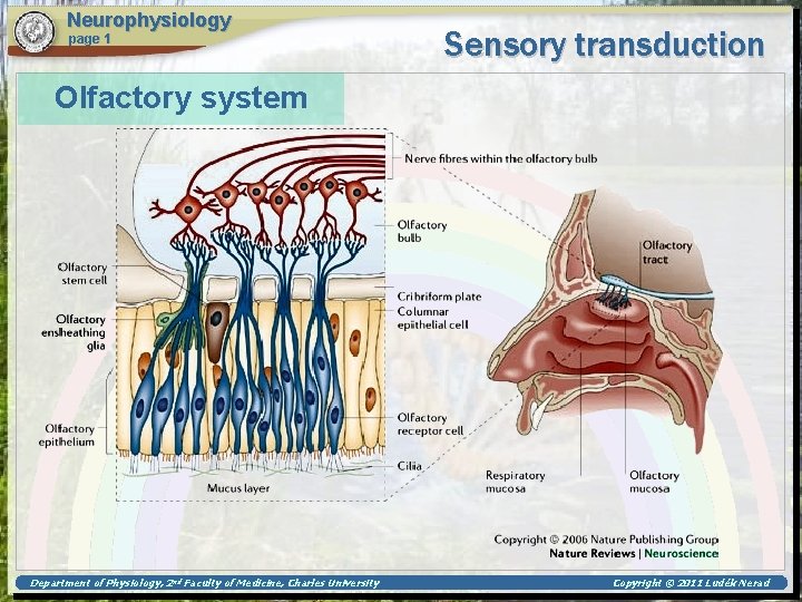 Neurophysiology page 1 Sensory transduction Olfactory system Department of Physiology, 2 nd Faculty of