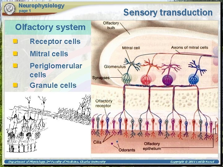 Neurophysiology page 1 Sensory transduction Olfactory system Receptor cells Mitral cells Periglomerular cells Granule