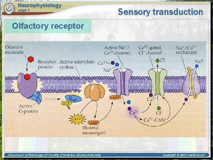 Neurophysiology page 1 Sensory transduction Olfactory receptor Department of Physiology, 2 nd Faculty of