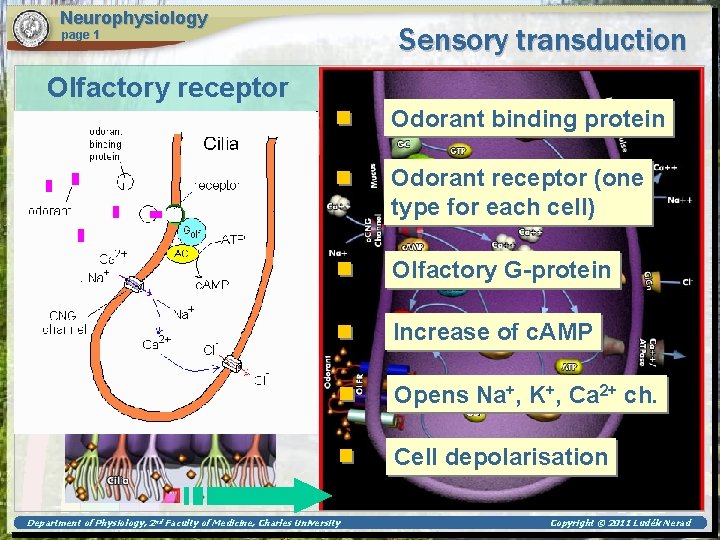 Neurophysiology page 1 Sensory transduction Olfactory receptor Odorant binding protein Odorant receptor (one type