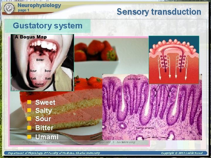 Neurophysiology page 1 Sensory transduction Gustatory system Sweet Salty Sour Bitter Umami Department of