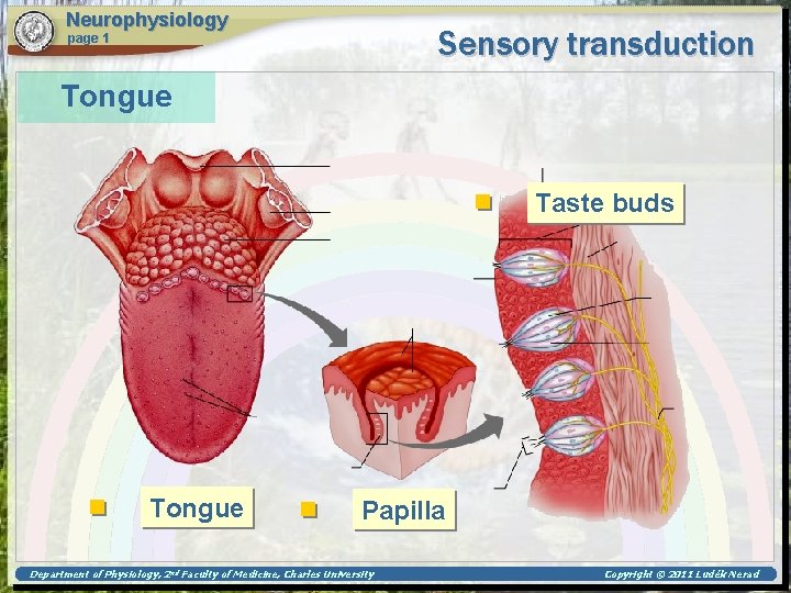 Neurophysiology Sensory transduction page 1 Tongue Taste buds Tongue Papilla Department of Physiology, 2