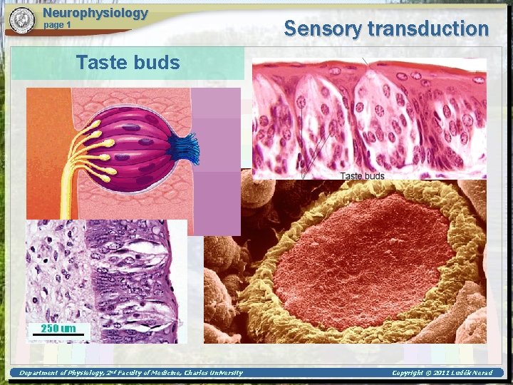 Neurophysiology page 1 Sensory transduction Taste buds Department of Physiology, 2 nd Faculty of