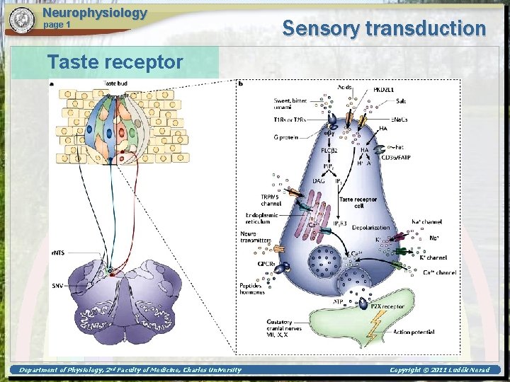 Neurophysiology page 1 Sensory transduction Taste receptor Department of Physiology, 2 nd Faculty of
