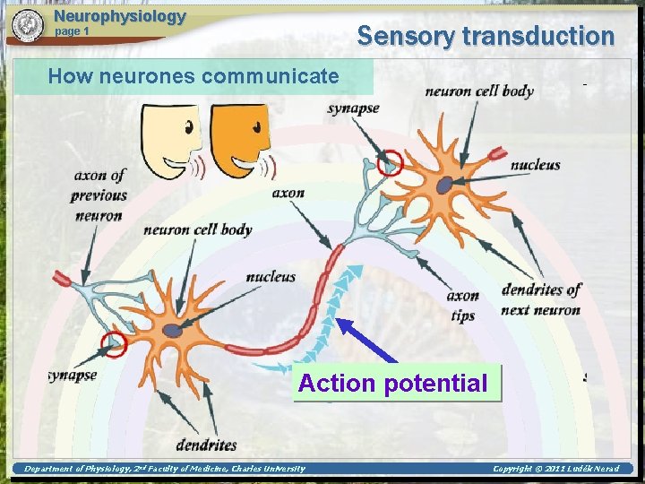 Neurophysiology Sensory transduction page 1 How neurones communicate Action potential Department of Physiology, 2