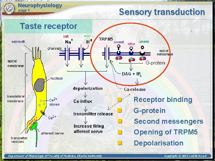 Neurophysiology page 1 Sensory transduction Taste receptor Receptor binding G-protein Second messengers Opening of