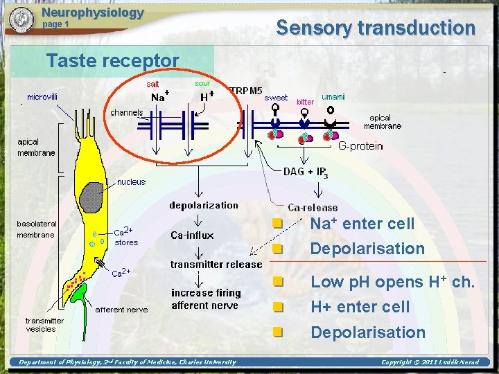 Neurophysiology page 1 Sensory transduction Taste receptor Na+ enter cell Depolarisation Low p. H