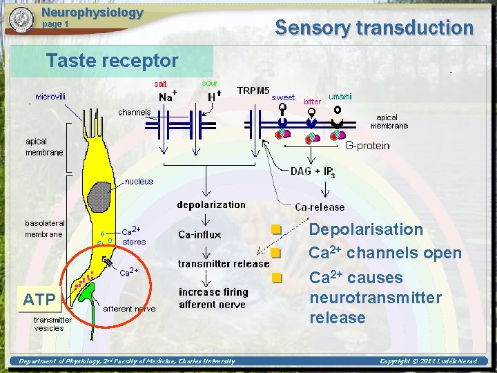 Neurophysiology page 1 Sensory transduction Taste receptor ATP Department of Physiology, 2 nd Faculty