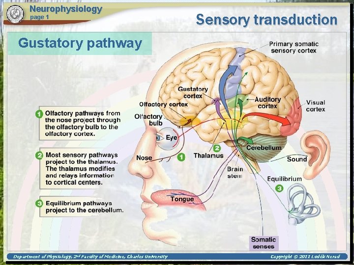 Neurophysiology page 1 Sensory transduction Gustatory pathway Department of Physiology, 2 nd Faculty of