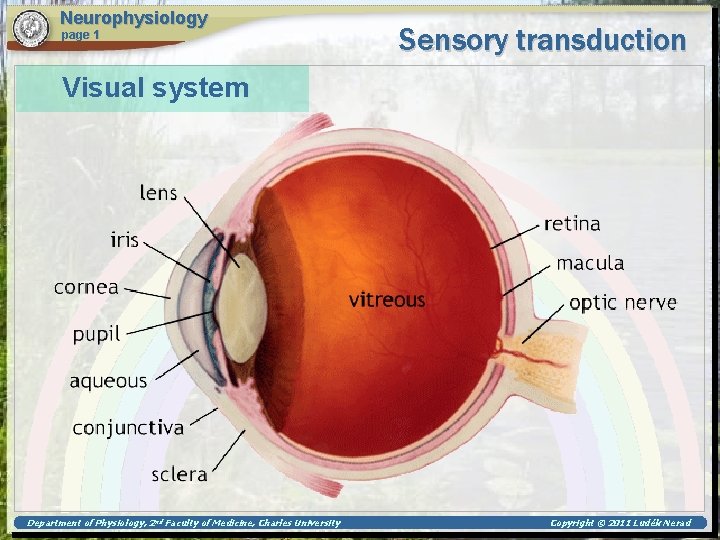 Neurophysiology page 1 Sensory transduction Visual system Department of Physiology, 2 nd Faculty of