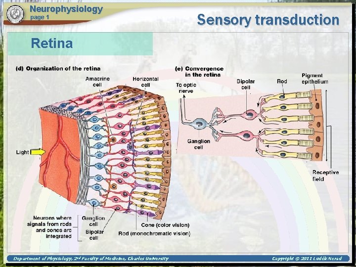 Neurophysiology page 1 Sensory transduction Retina Department of Physiology, 2 nd Faculty of Medicine,