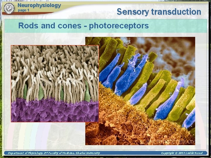 Neurophysiology page 1 Sensory transduction Rods and cones - photoreceptors Department of Physiology, 2
