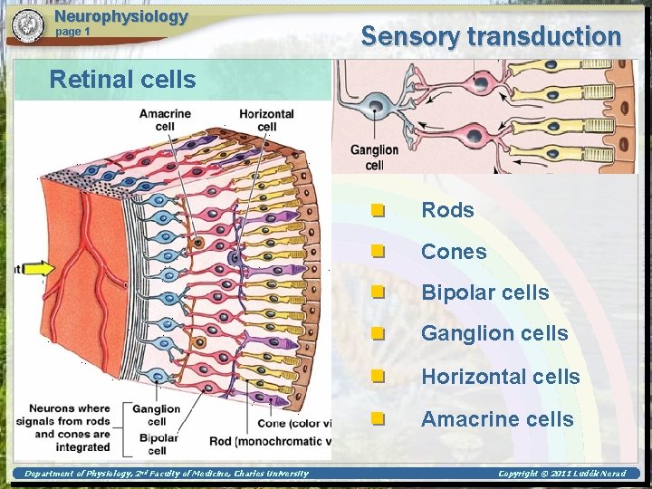 Neurophysiology page 1 Sensory transduction Retinal cells Rods Cones Bipolar cells Ganglion cells Horizontal