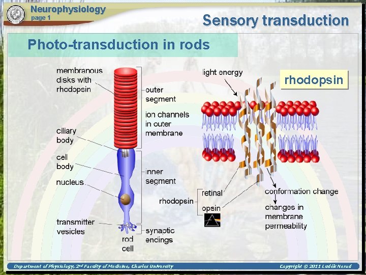 Neurophysiology page 1 Sensory transduction Photo-transduction in rods rhodopsin Department of Physiology, 2 nd