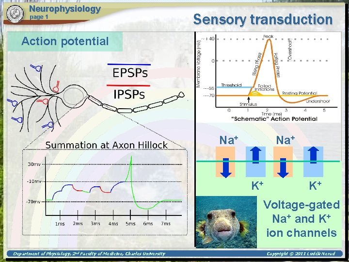 Neurophysiology page 1 Sensory transduction Action potential Na+ K+ K+ Voltage-gated Na+ and K+