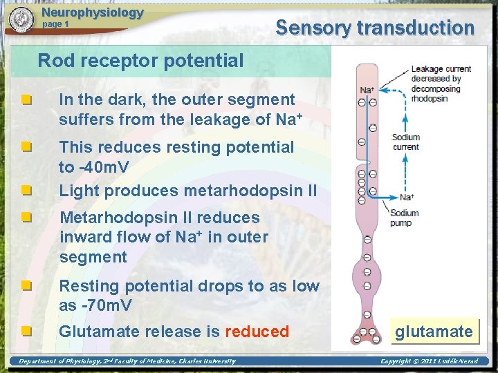 Neurophysiology page 1 Sensory transduction Rod receptor potential In the dark, the outer segment