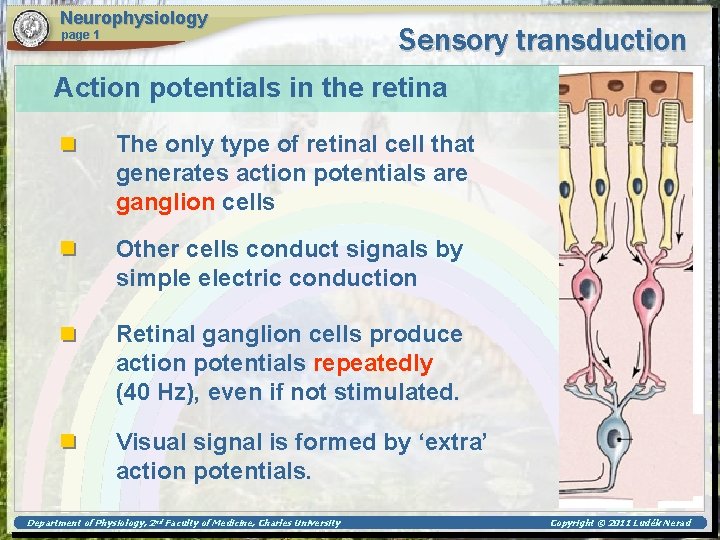 Neurophysiology page 1 Sensory transduction Action potentials in the retina The only type of