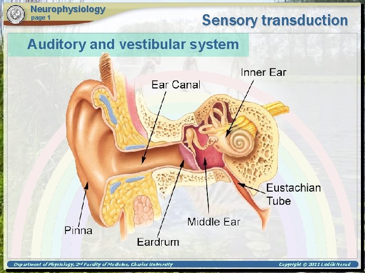 Neurophysiology page 1 Sensory transduction Auditory and vestibular system Department of Physiology, 2 nd