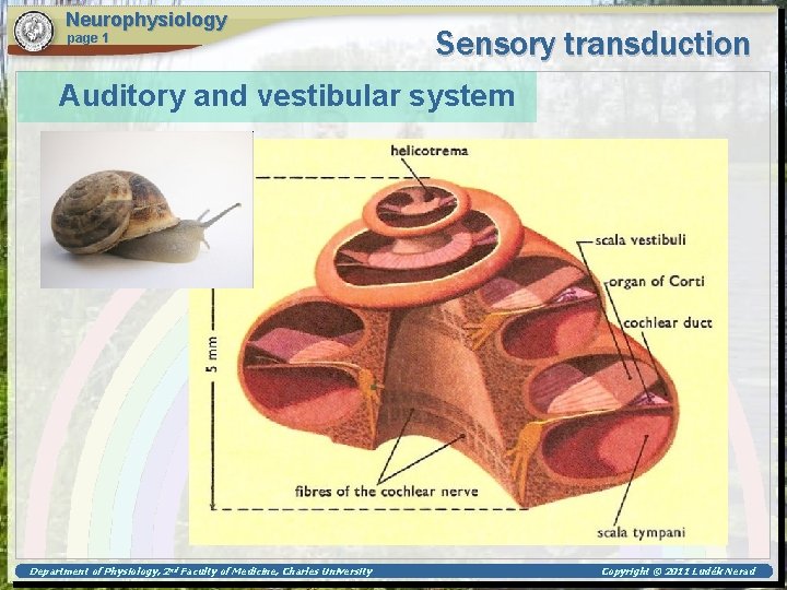 Neurophysiology page 1 Sensory transduction Auditory and vestibular system Department of Physiology, 2 nd