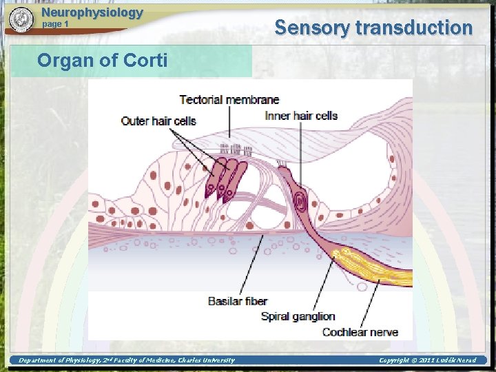 Neurophysiology page 1 Sensory transduction Organ of Corti Department of Physiology, 2 nd Faculty