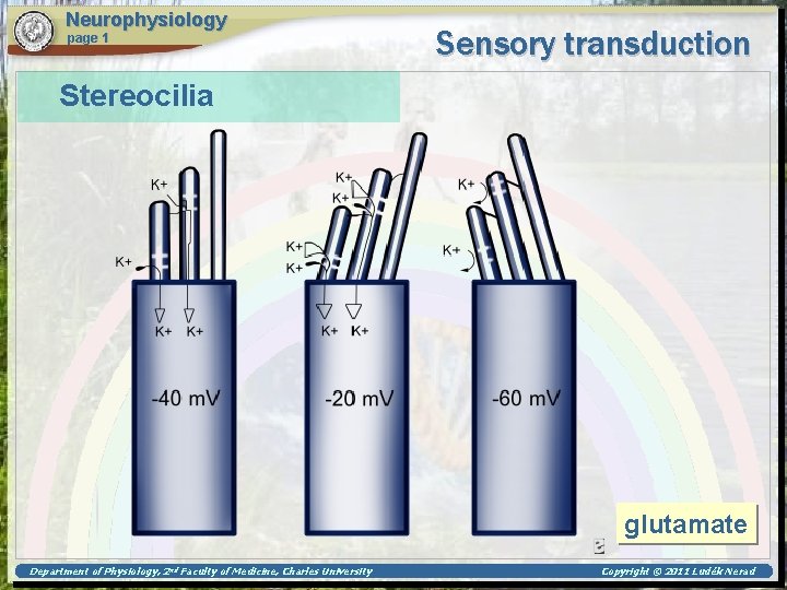 Neurophysiology page 1 Sensory transduction Stereocilia glutamate Department of Physiology, 2 nd Faculty of