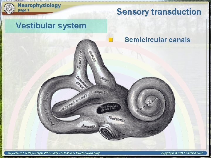 Neurophysiology page 1 Sensory transduction Vestibular system Semicircular canals Department of Physiology, 2 nd