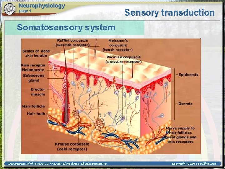Neurophysiology page 1 Sensory transduction Somatosensory system Department of Physiology, 2 nd Faculty of