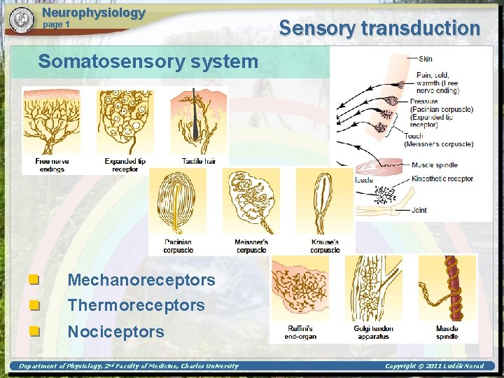 Neurophysiology page 1 Sensory transduction Somatosensory system Mechanoreceptors Thermoreceptors Nociceptors Department of Physiology, 2