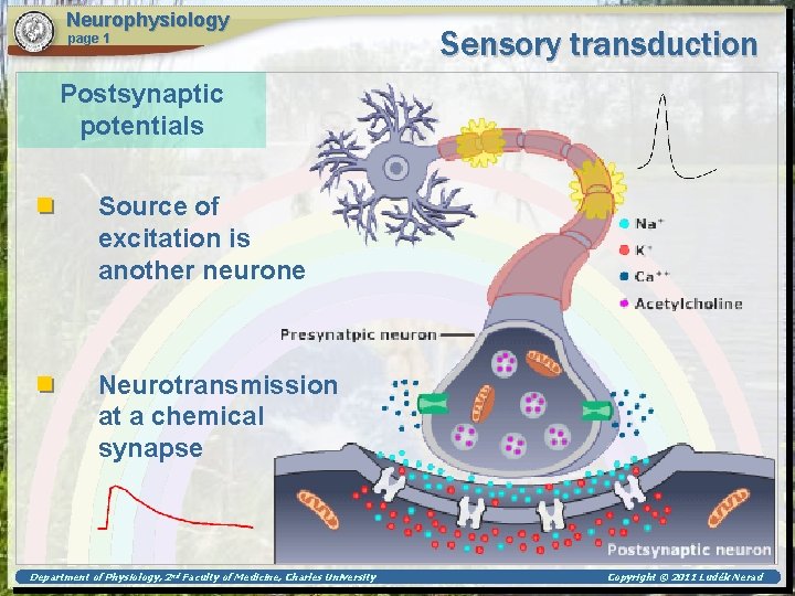 Neurophysiology page 1 Sensory transduction Postsynaptic potentials Source of excitation is another neurone Neurotransmission