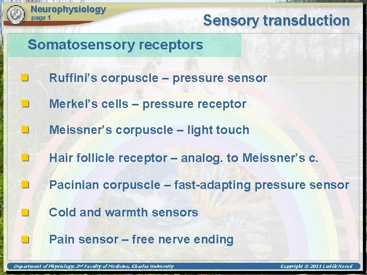 Neurophysiology page 1 Sensory transduction Somatosensory receptors Ruffini’s corpuscle – pressure sensor Merkel’s cells