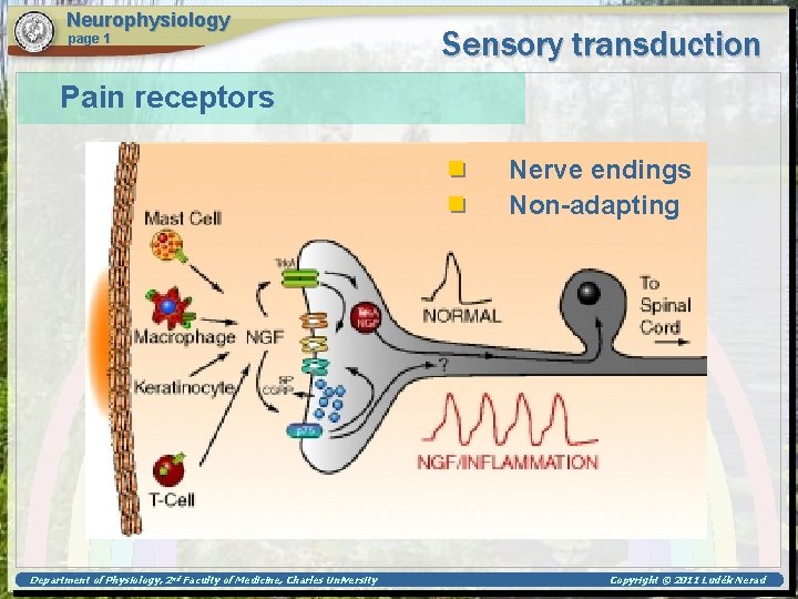 Neurophysiology page 1 Sensory transduction Pain receptors Nerve endings Non-adapting Department of Physiology, 2
