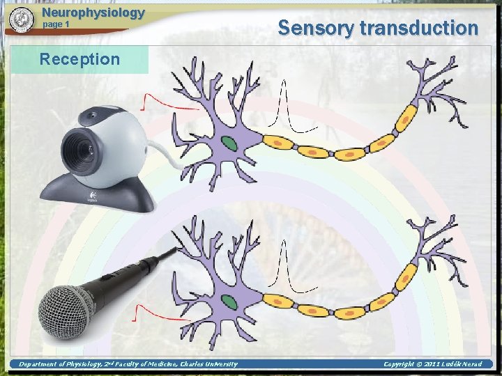 Neurophysiology page 1 Sensory transduction Reception Department of Physiology, 2 nd Faculty of Medicine,