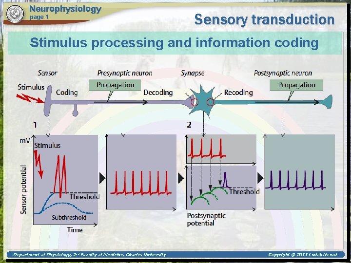 Neurophysiology page 1 Sensory transduction Stimulus processing and information coding Department of Physiology, 2