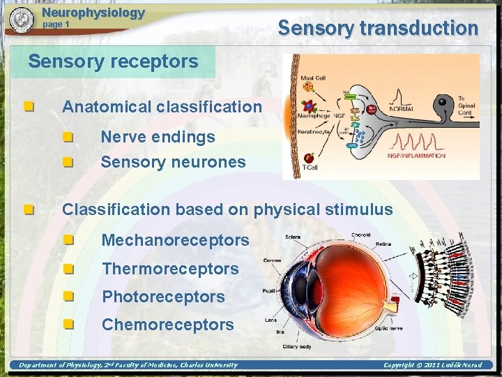 Neurophysiology page 1 Sensory transduction Sensory receptors Anatomical classification Nerve endings Sensory neurones Classification