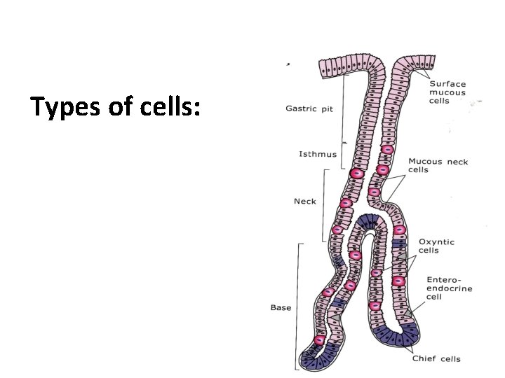 Types of cells: 