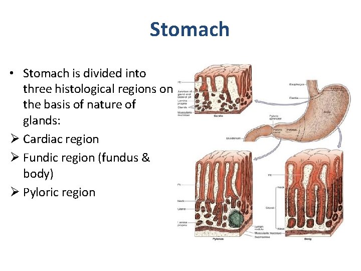 Stomach • Stomach is divided into three histological regions on the basis of nature