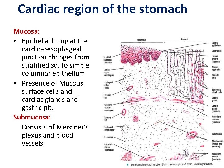 Cardiac region of the stomach Mucosa: • Epithelial lining at the cardio-oesophageal junction changes
