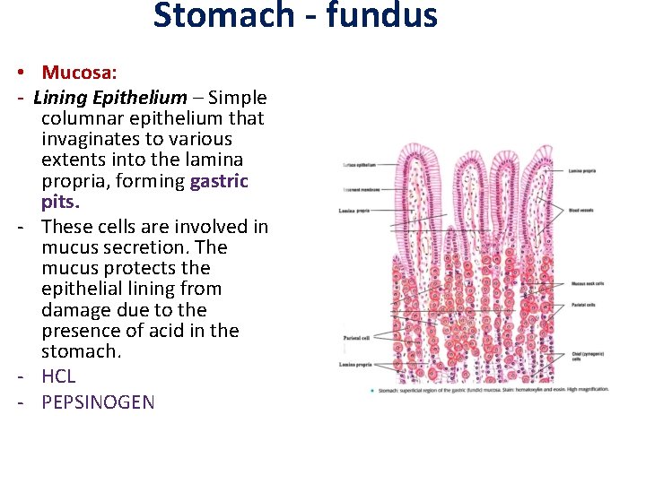 Stomach - fundus • Mucosa: - Lining Epithelium – Simple columnar epithelium that invaginates