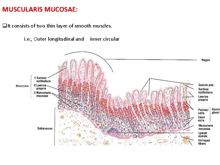 MUSCULARIS MUCOSAE: q. It consists of two thin layer of smooth muscles. i. e.