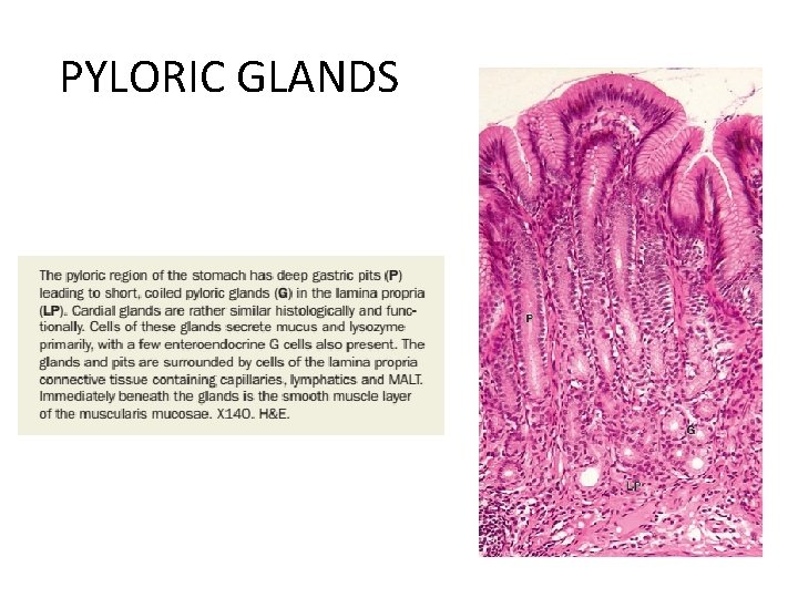 PYLORIC GLANDS 