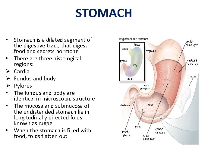 STOMACH • Stomach is a dilated segment of the digestive tract, that digest food