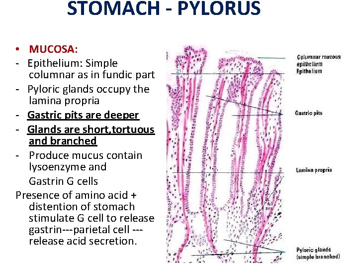 STOMACH - PYLORUS • MUCOSA: - Epithelium: Simple columnar as in fundic part -