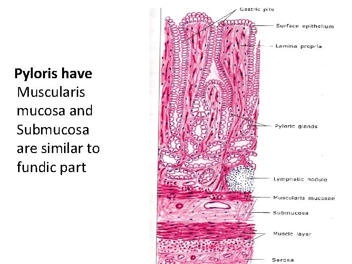 Pyloris have Muscularis mucosa and Submucosa are similar to fundic part 